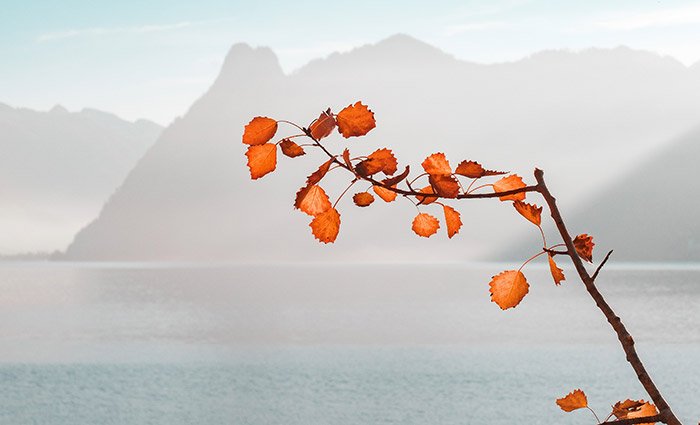 Fusce mattis euismod sed diam eget risus amet tempus